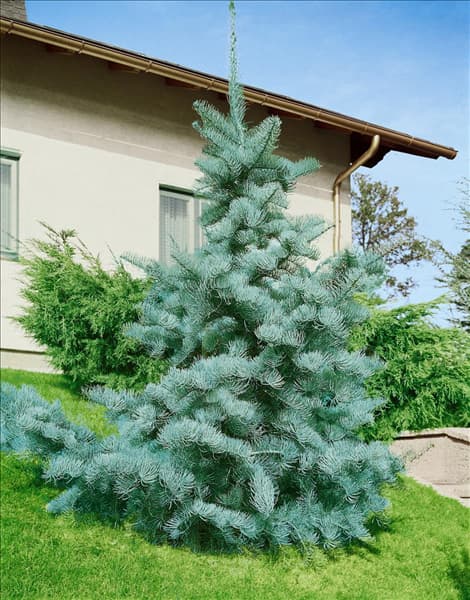 ABIES concolor