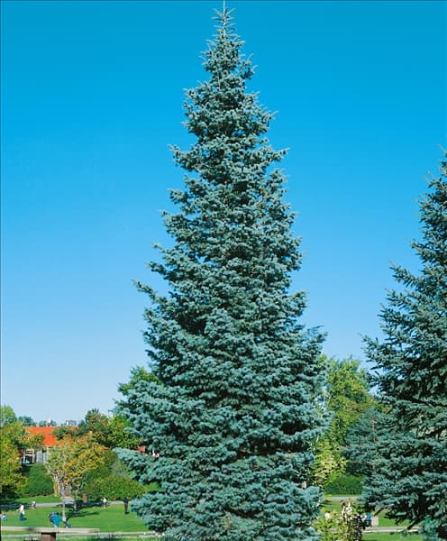 ABIES concolor