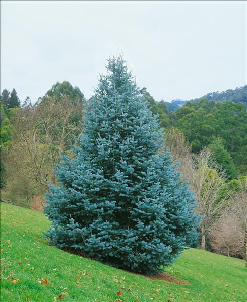 ABIES concolor
