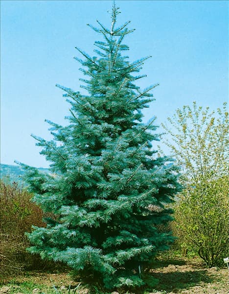 ABIES concolor