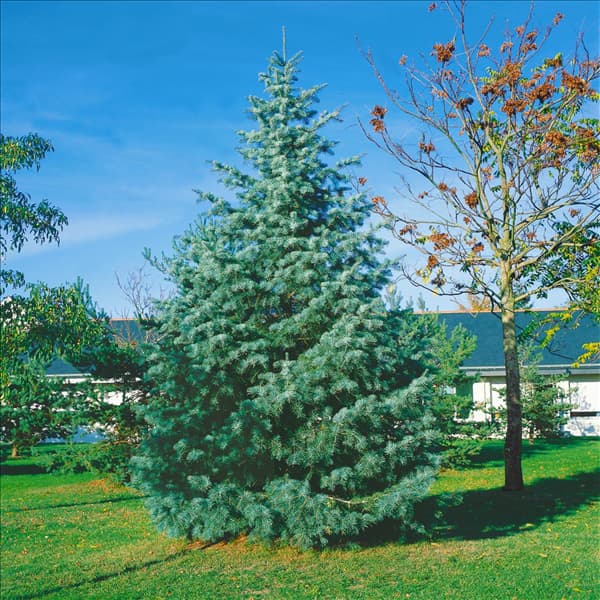ABIES concolor