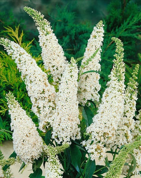 Buddleja davidii White Profusion