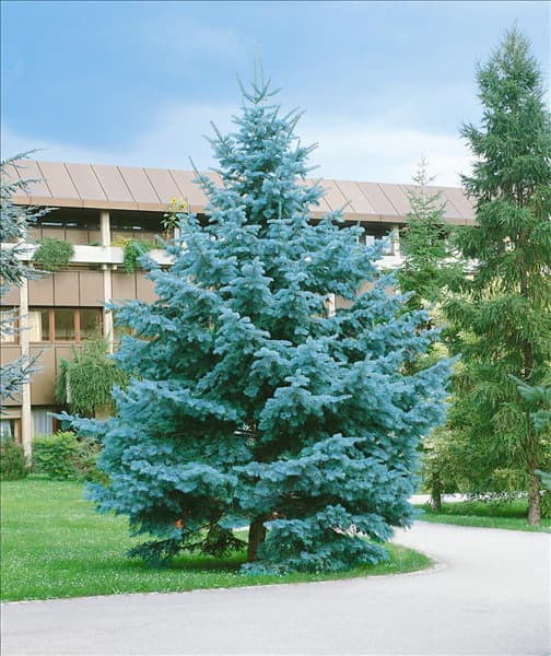 Abies concolor