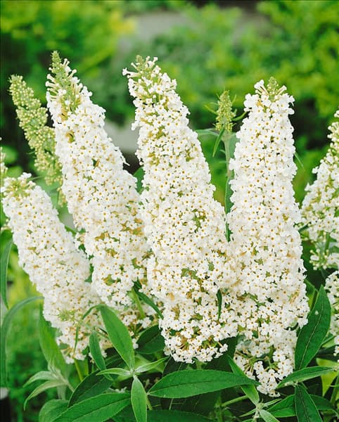 Buddleja davidii White Profusion