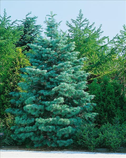 ABIES concolor