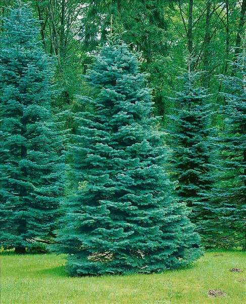ABIES concolor