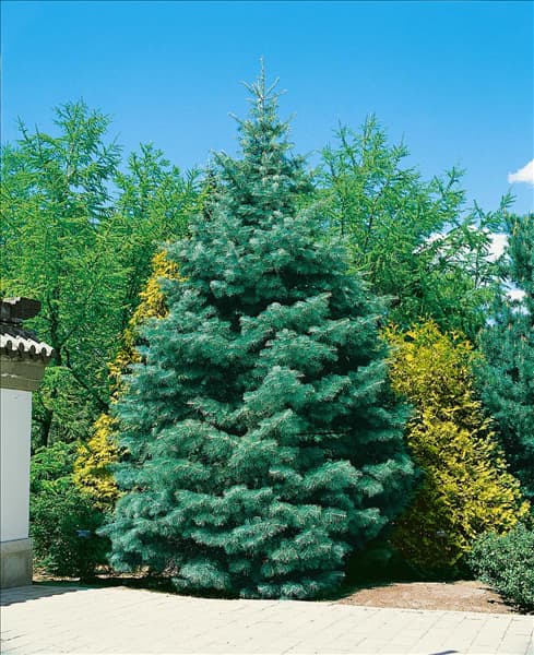 Abies concolor