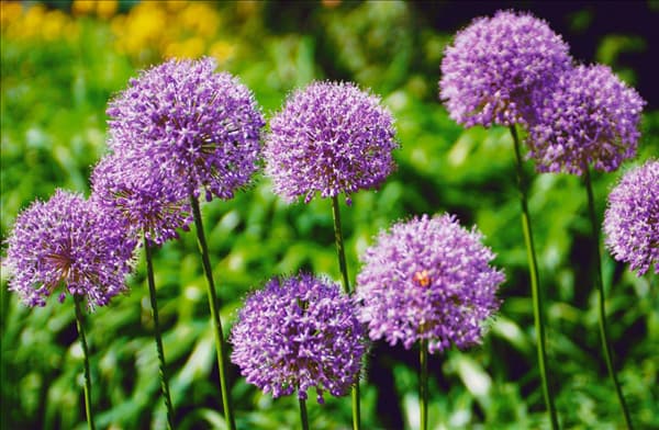 Allium aflatunense