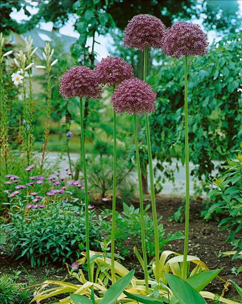 Allium aflatunense