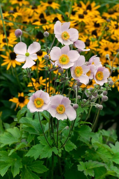 Anemone hupehensis Pink Saucer