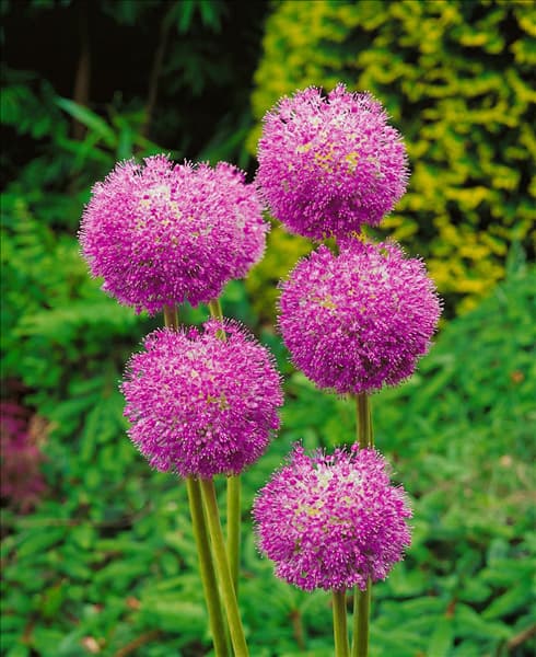 Allium aflatunense