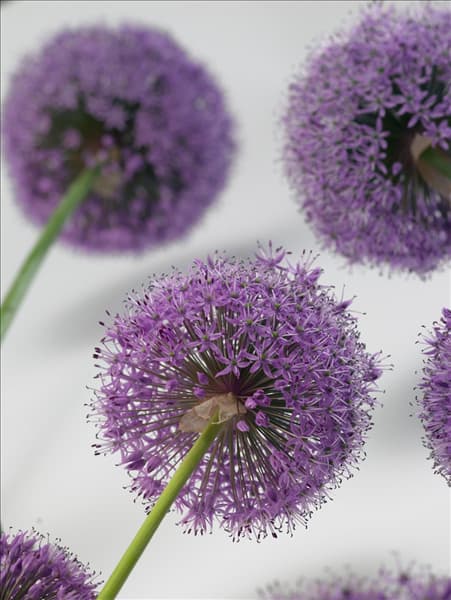 Allium aflatunense
