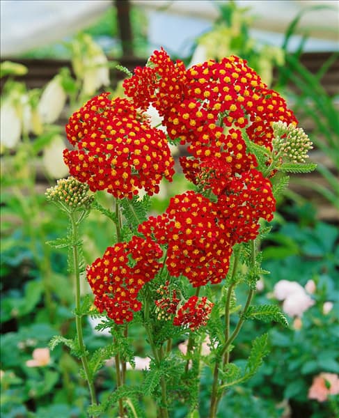 Achillea millefolium Paprika