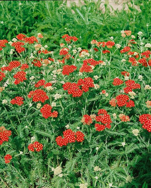 Achillea millefolium Paprika
