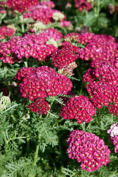 Achillea millefolium Paprika