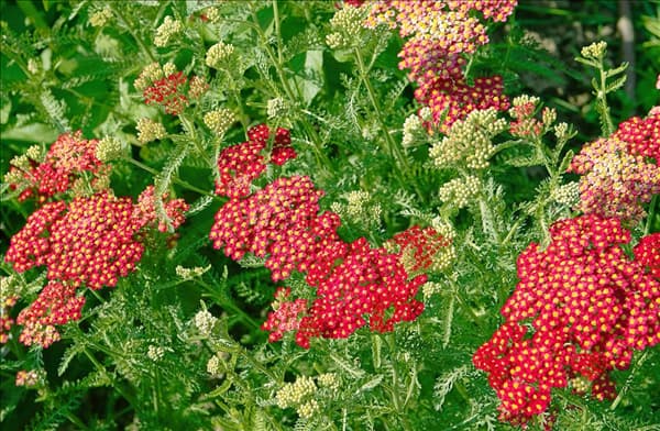 Achillea millefolium Paprika