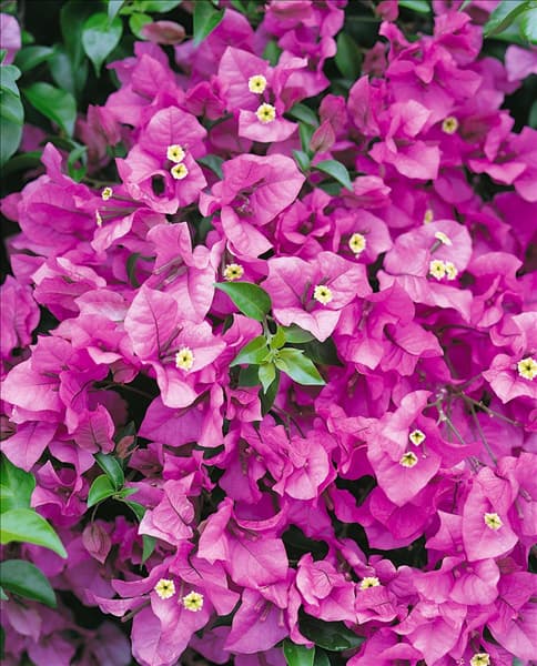BOUGAINVILLEA JANE SNOOK