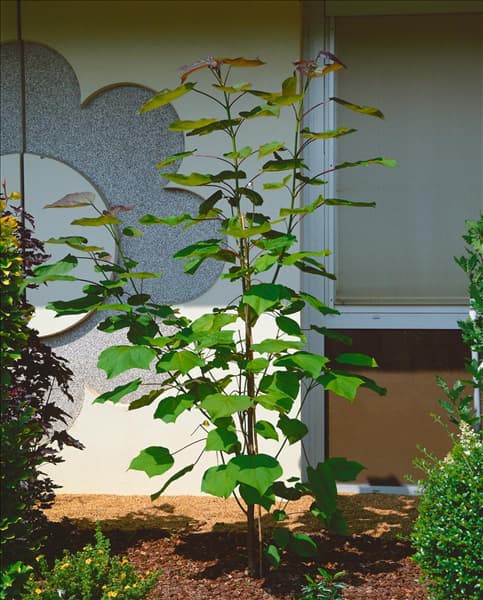 CATALPA X ERUBESCENS PURPUREA