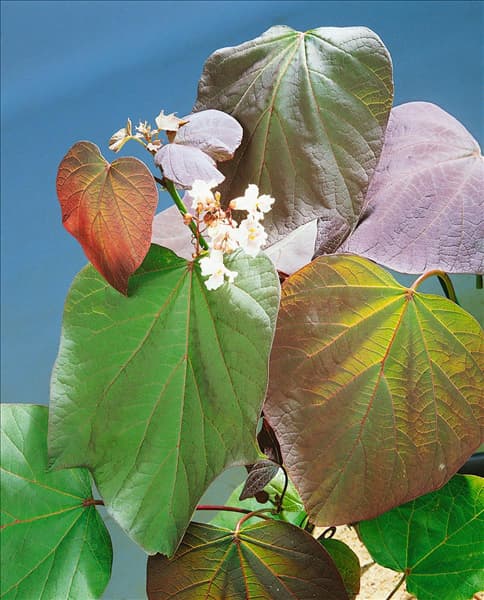 CATALPA X ERUBESCENS PURPUREA