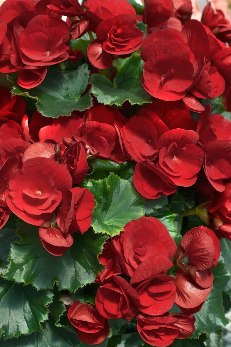 Begonia Elatior-Hybriden rot