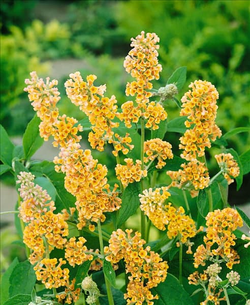 Buddleja x weyeriana Sungold