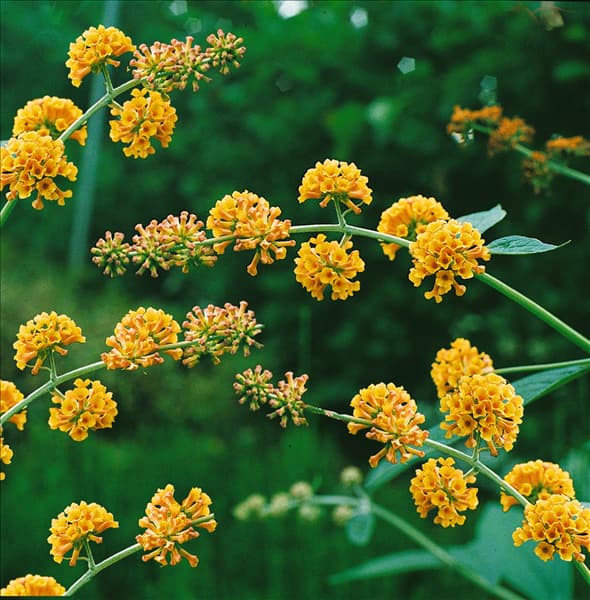 Buddleja x weyeriana Sungold