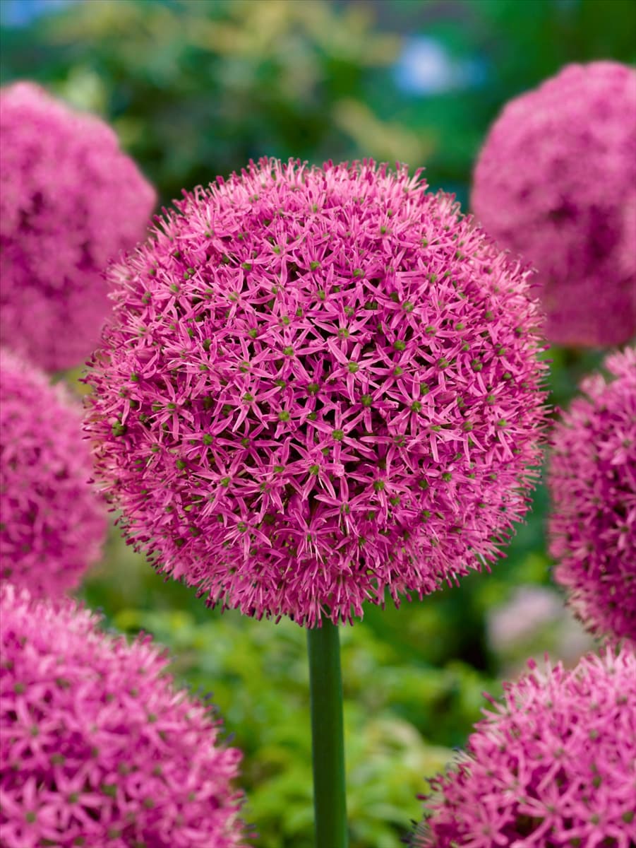 Allium Gladiator