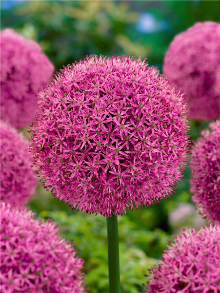 Allium aflatunense 'Gladiator'