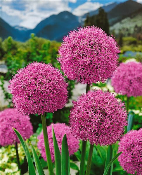 Allium Gladiator