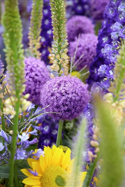 Allium Gladiator