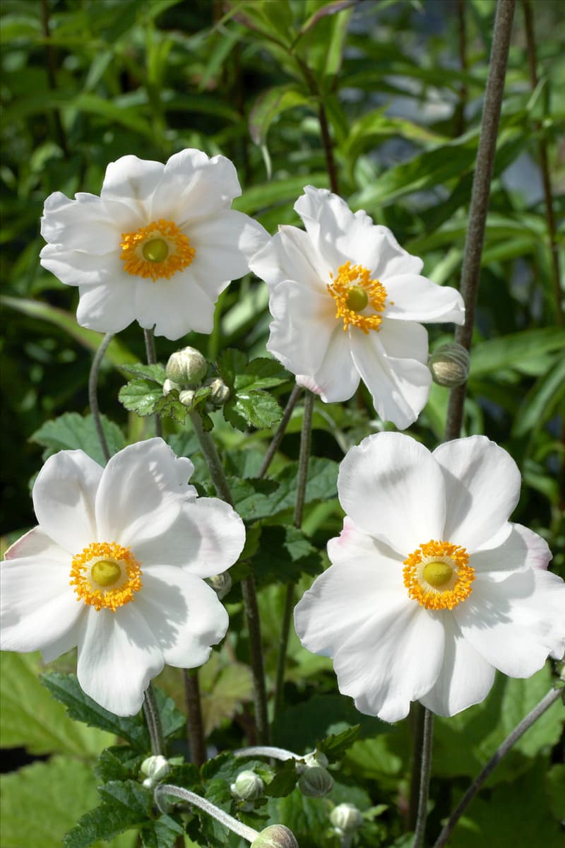 Anemone hupehensis var. japonica Honorine Jobert