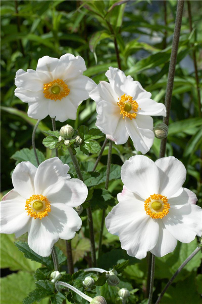 Anemone japonica 'Honorine Jobert'
