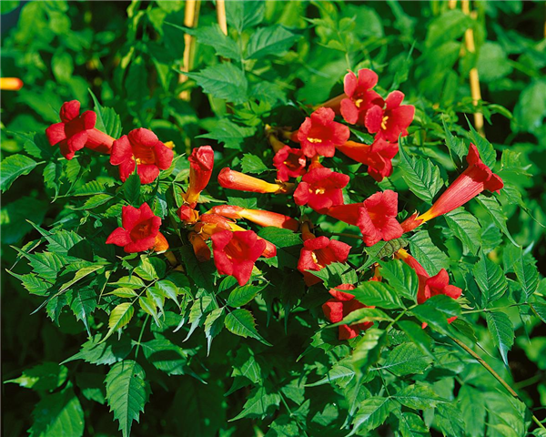 Campsis x tagliabuana 'Fire Trumpet Vine'®