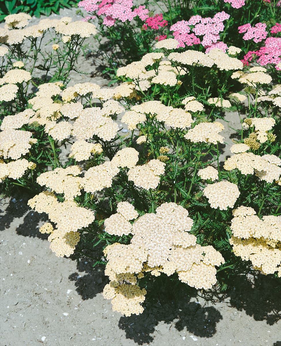 Achillea sp. Schwefelblüte
