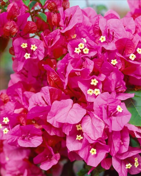 Bougainvillea Franks Surprise