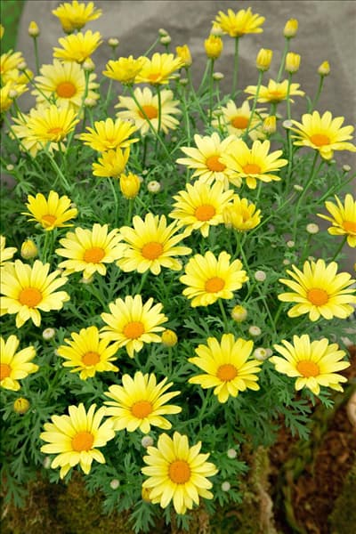 Argyranthemum Flutterby™ Yellow