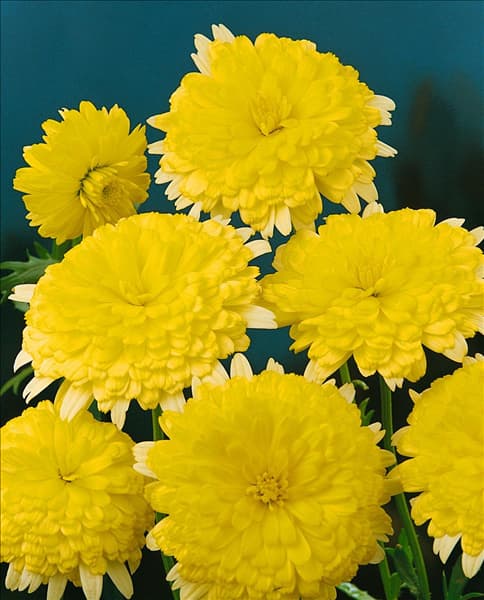 Argyranthemum frutescens yellow