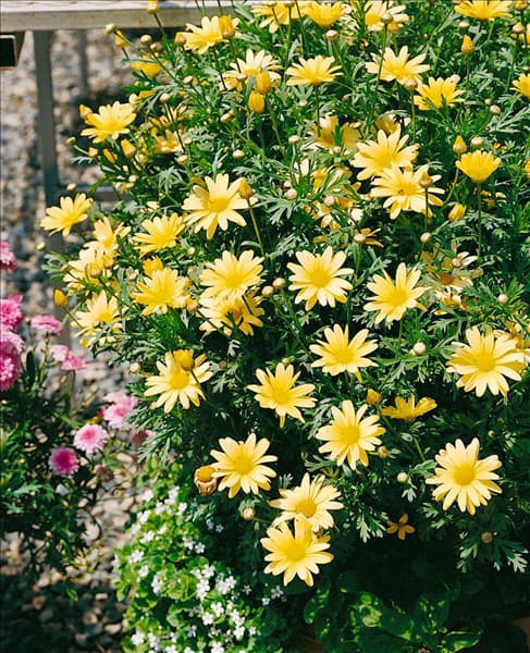 Argyranthemum frutescens Butterfly