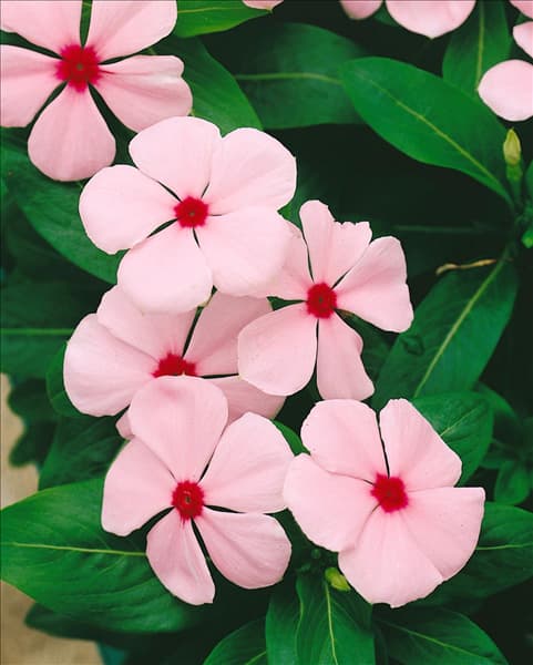 CATHARANTHUS ROSEUS