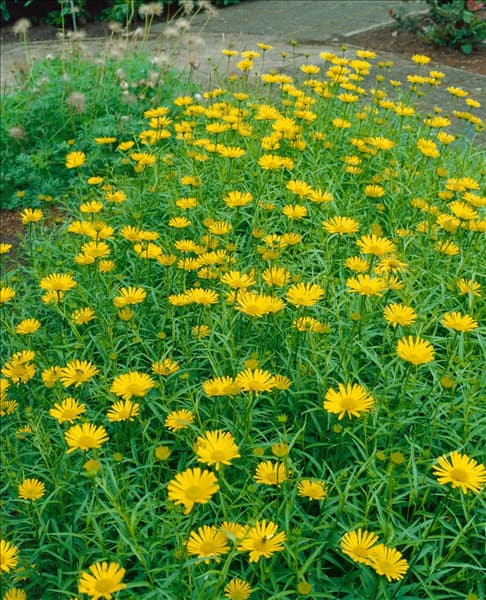 Buphthalmum salicifolium