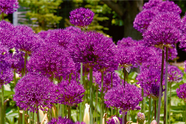 Allium aflatunense 'Purple Sensation'