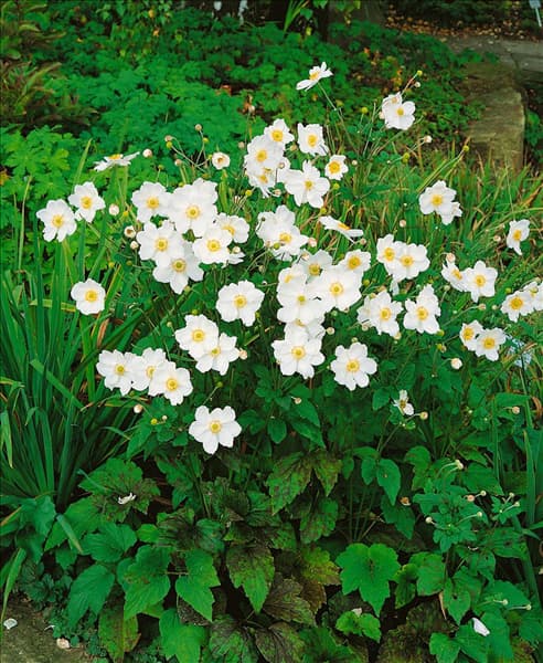 Anemone hupehensis var. japonica Honorine Jobert