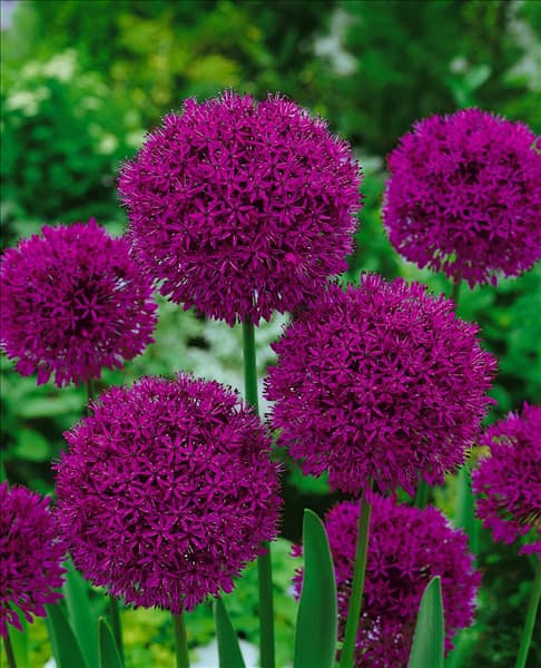 ALLIUM AFLATUNENSE PURPLE SENSATION