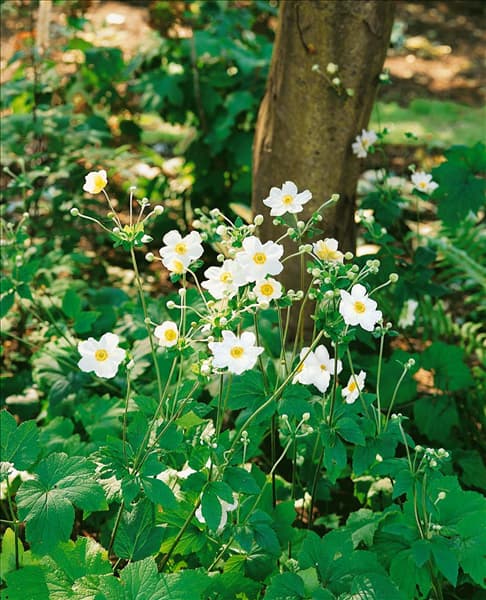 Anemone hupehensis var. japonica Honorine Jobert