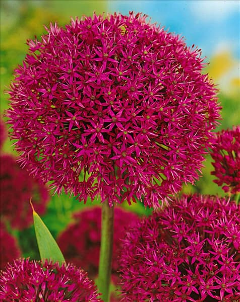 Allium aflatunense Purple Sensation