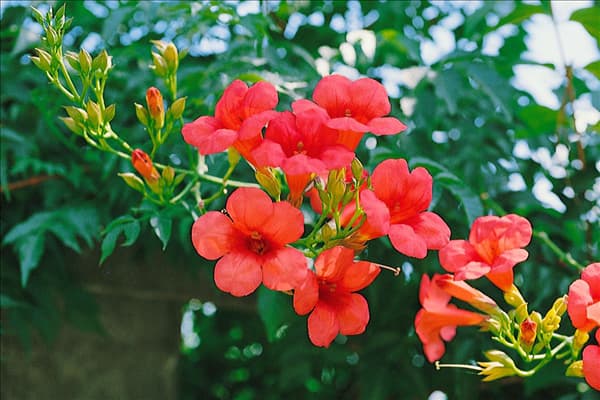 Campsis x tagliabuana Madame Galen