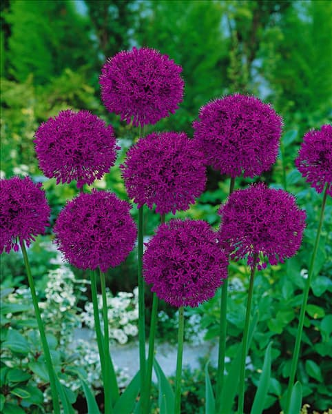ALLIUM AFLATUNENSE PURPLE SENSATION