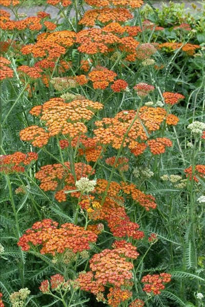 Achillea millefolium Terracotta