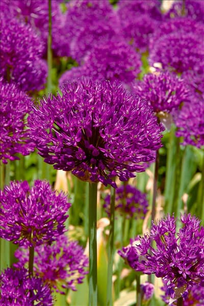 Allium aflatunense Purple Sensation