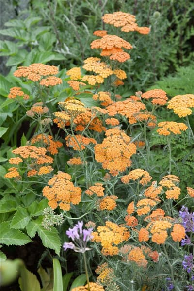Achillea millefolium Terracotta